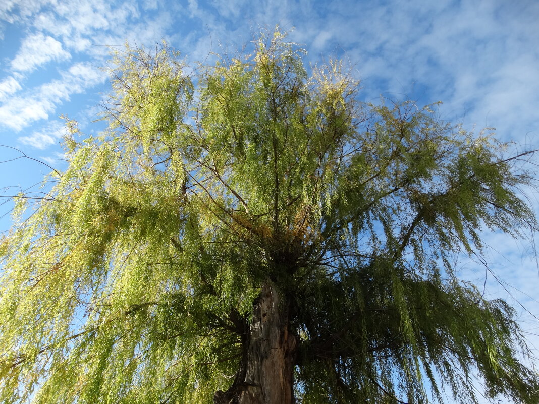 Палитра осени - Девяткин Юрий 