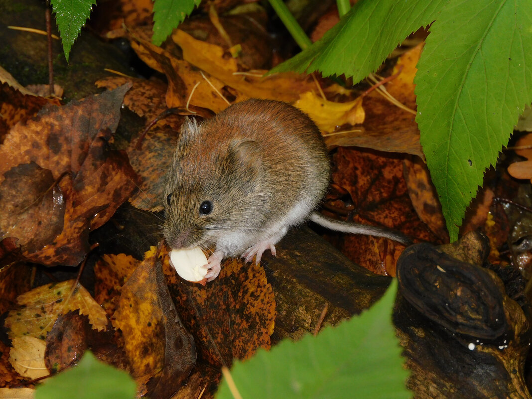Рыжая полёвка - Лина 