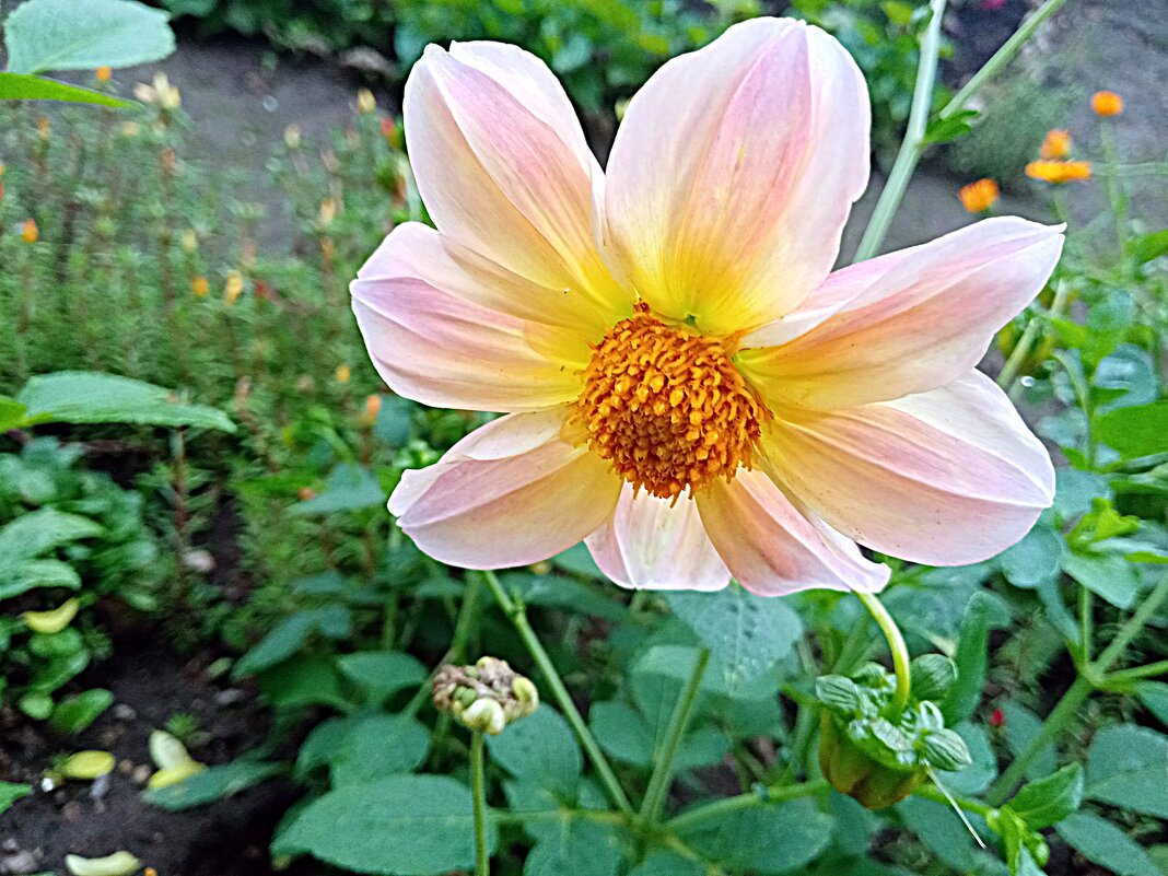 Цветы. - Владимир Драгунский