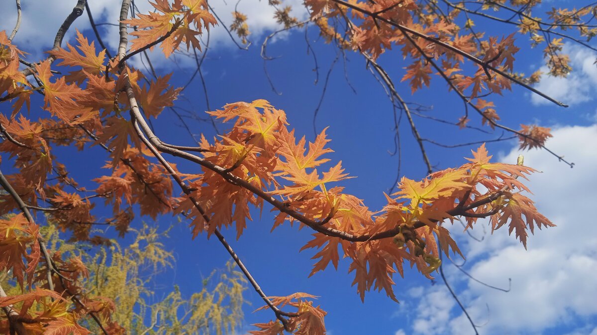 апрель - Елена Шаламова