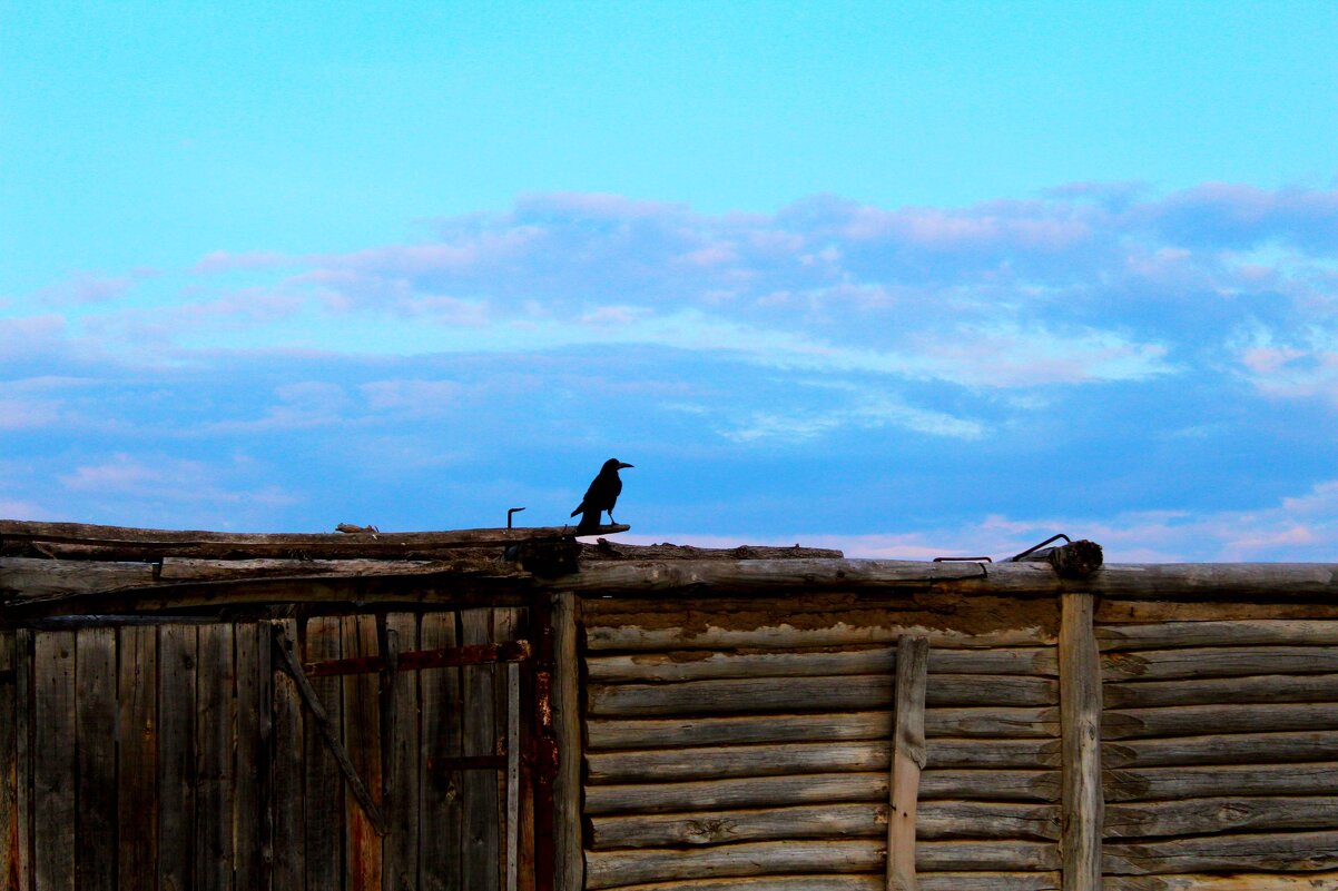 Ворон - Гульфина Булатова