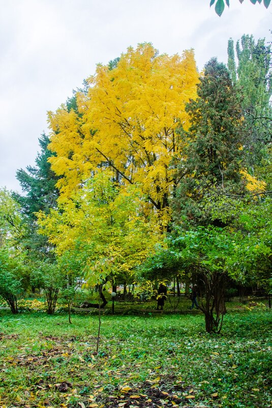 Желтое на зеленом - Галина Ложечникова
