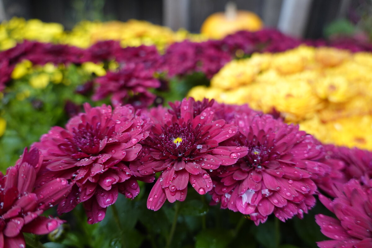 .прозрачной тканью лепестков осенних пронзительно красивых хризантем... - Галина 