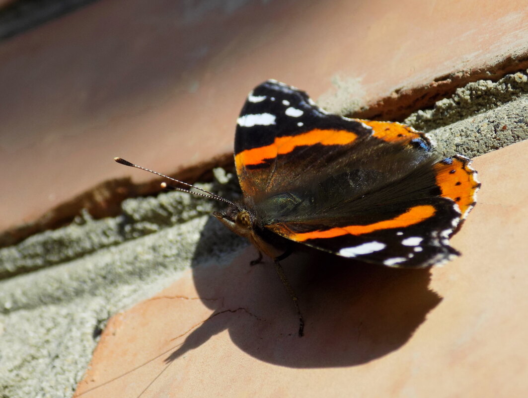 Адмирал на стене... - Константин Штарк