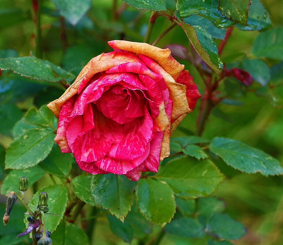 Из последних октябрьских - Светлана 