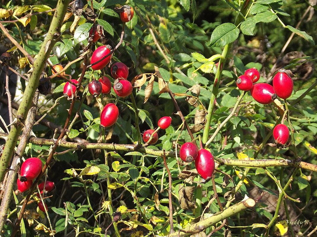 Шиповник - Freddy 97