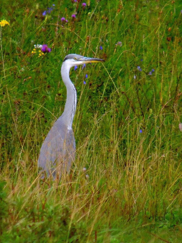 Цапля. - nadyasilyuk Вознюк