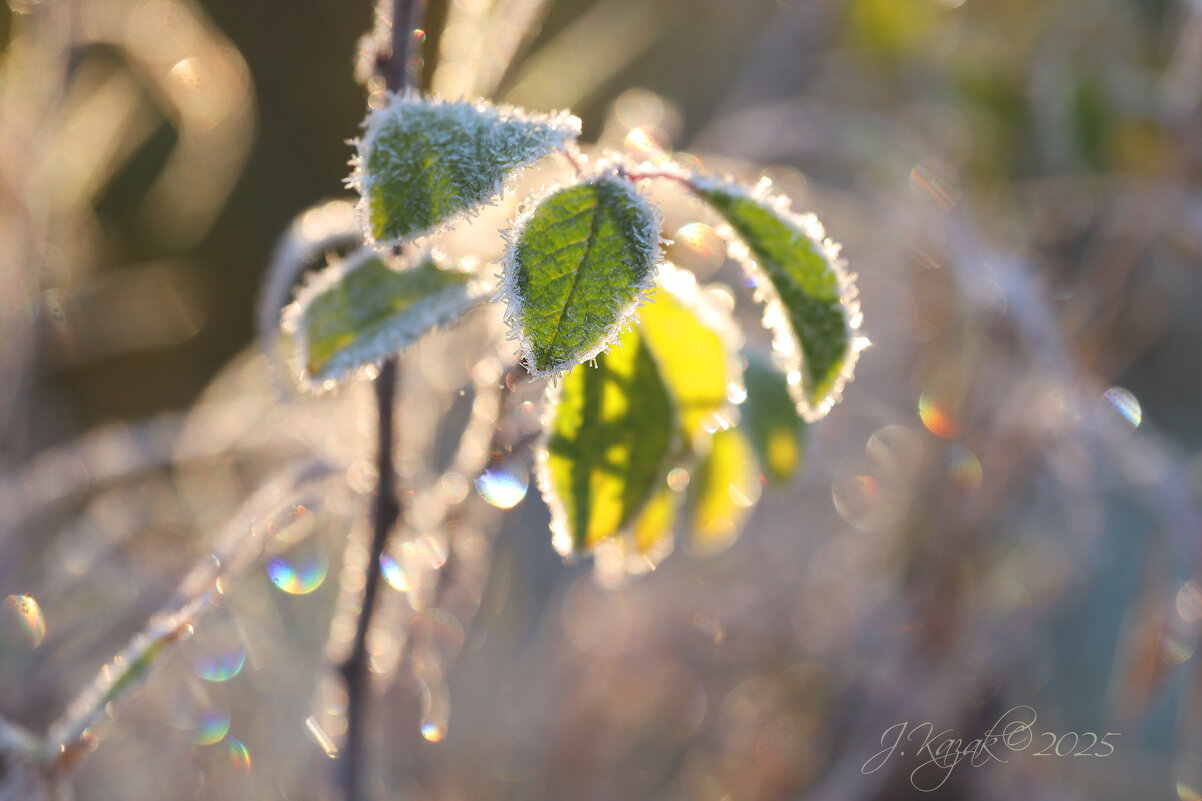 **** - Елена Kазак (selena1965)