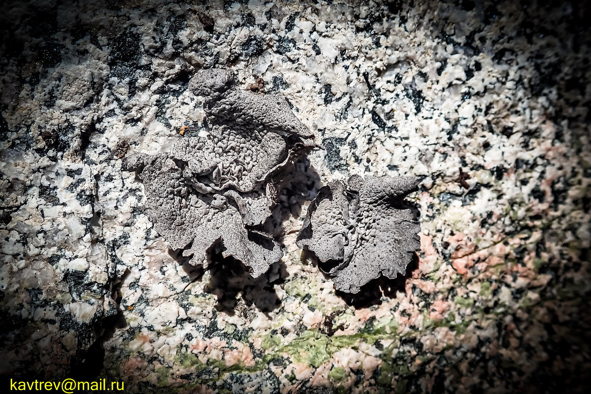 ЖИЗНЬ НА КАМНЯХ - HART BAD