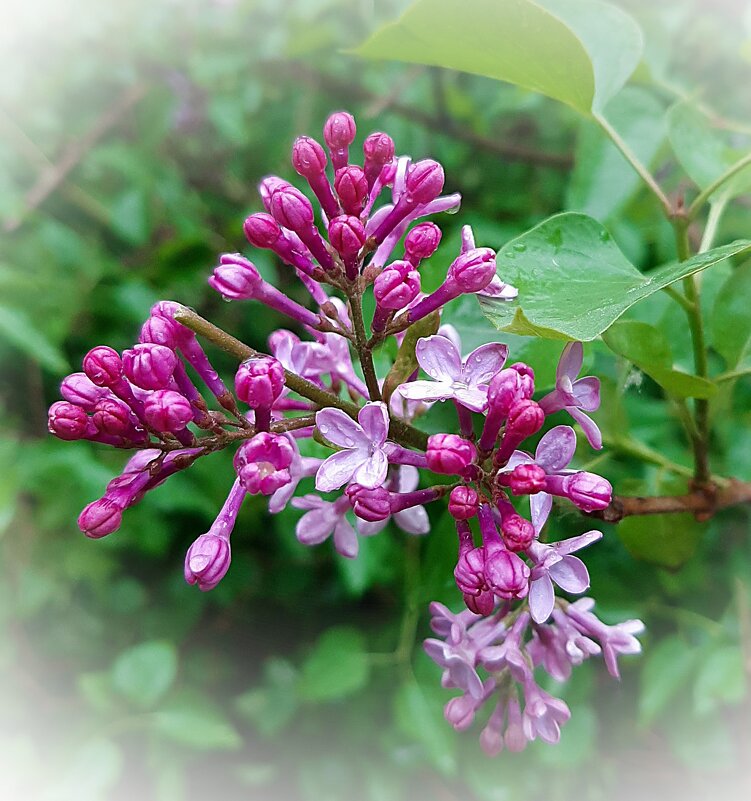 Майское - Ирина Via