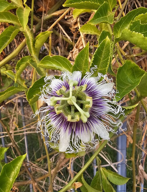 Цветок - Аркадий Басович