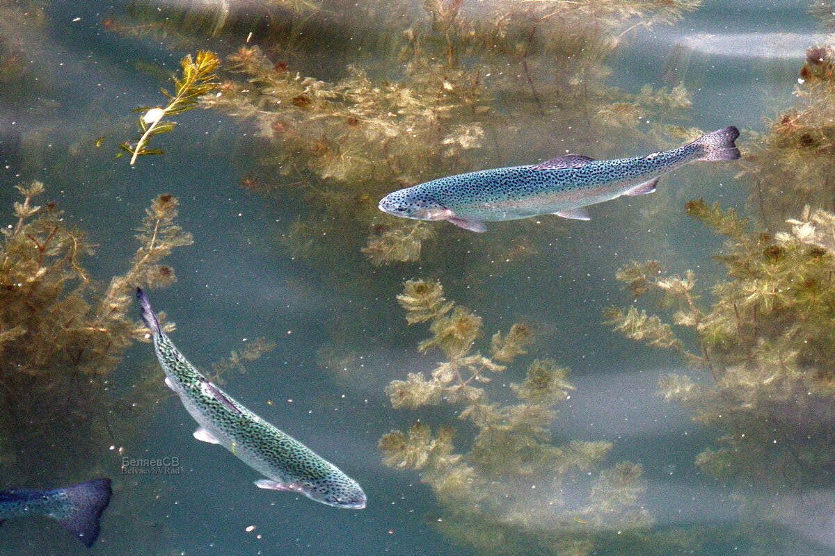 Форелевое хозяйство - Сергей Беляев