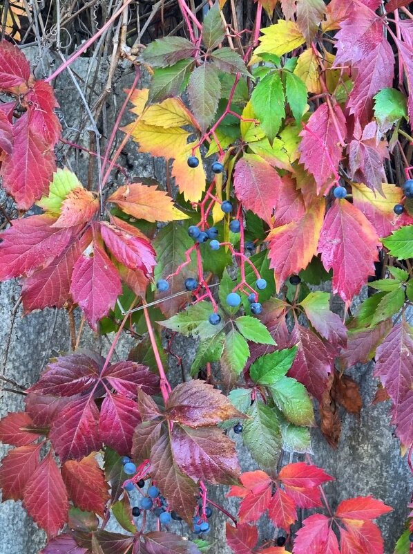 Октябрь-художник - Наталья Октябрь-художник - Наталья