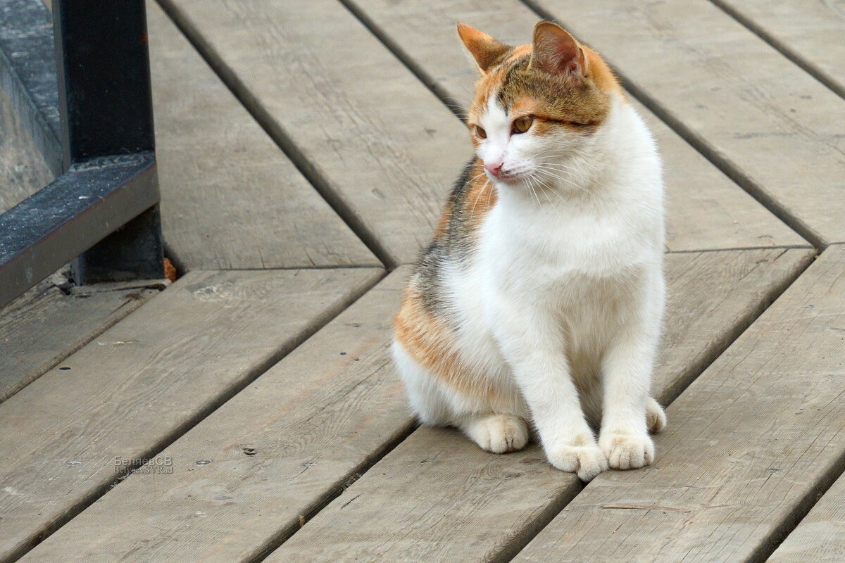 Искушение (там плавает форель) - Сергей Беляев