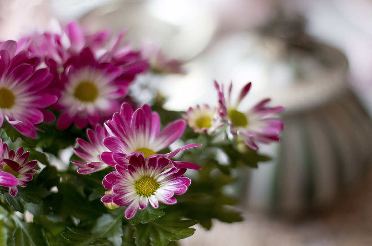 Хризантема. - Bosanat 