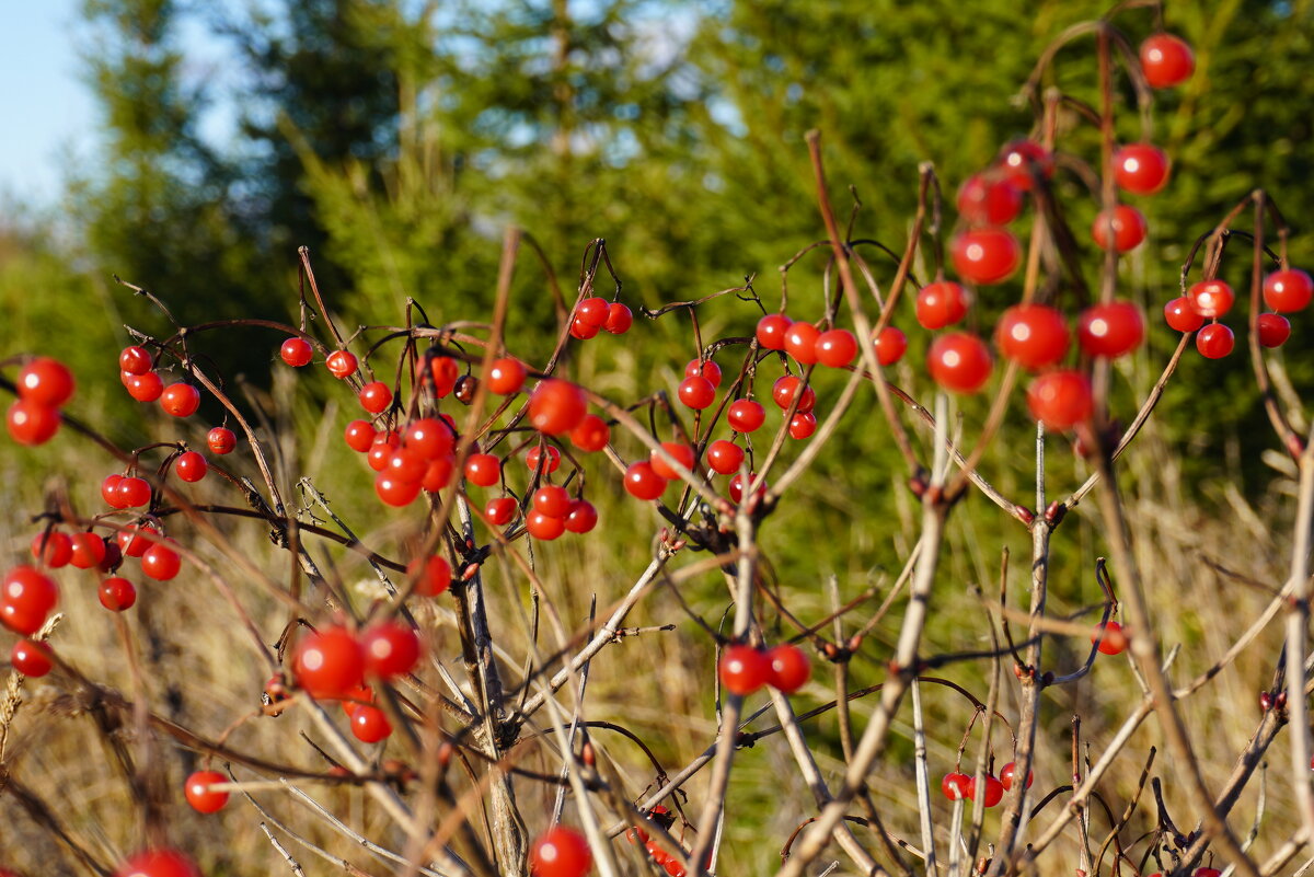 Калина - Сергей Ц