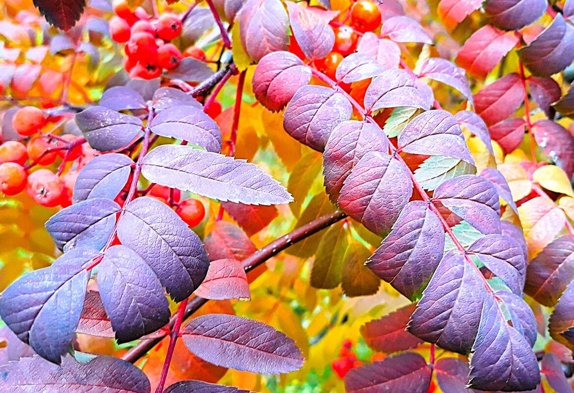 Спелая рябина прямо предо мною - Hope 