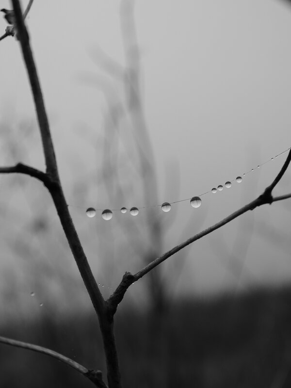 Утренняя роса - Татьяна Венцель