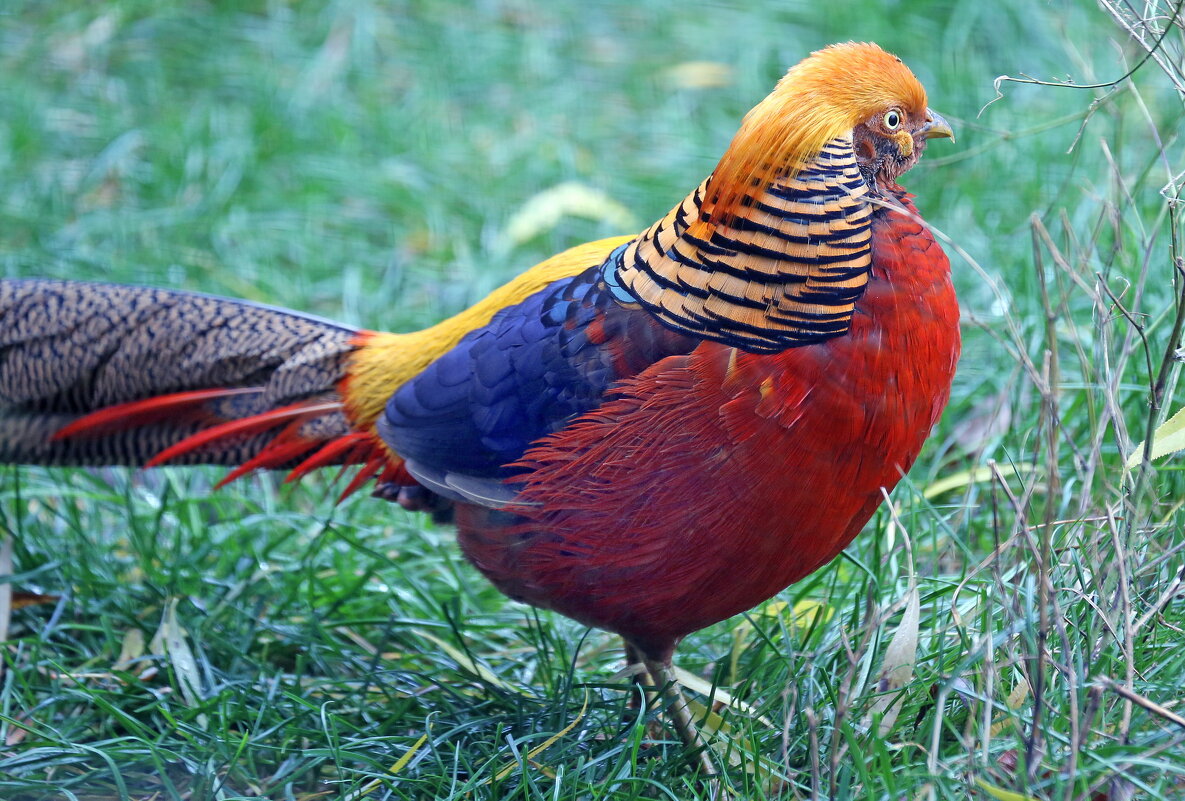 золотой фазан - Михаил Бибичков