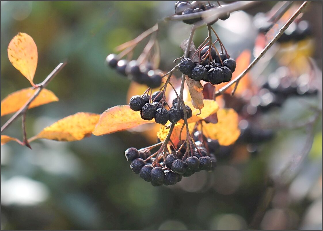 Черноплодка - ZNatasha -