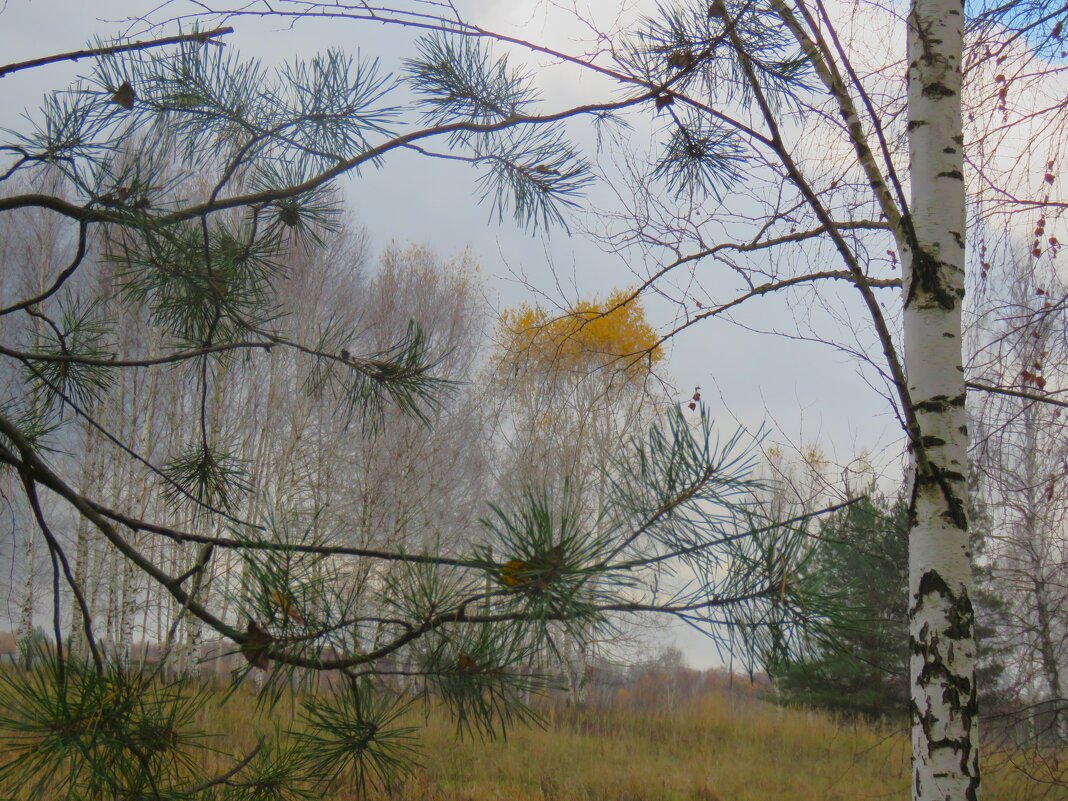 *** - НАТАЛЬЯ *** - НАТАЛЬЯ