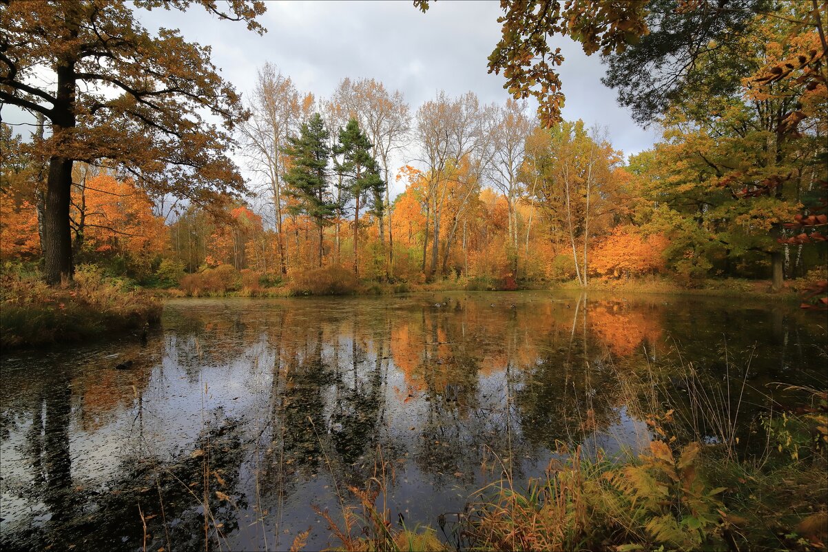 Осень в лесопарке - Александр Алексеенко