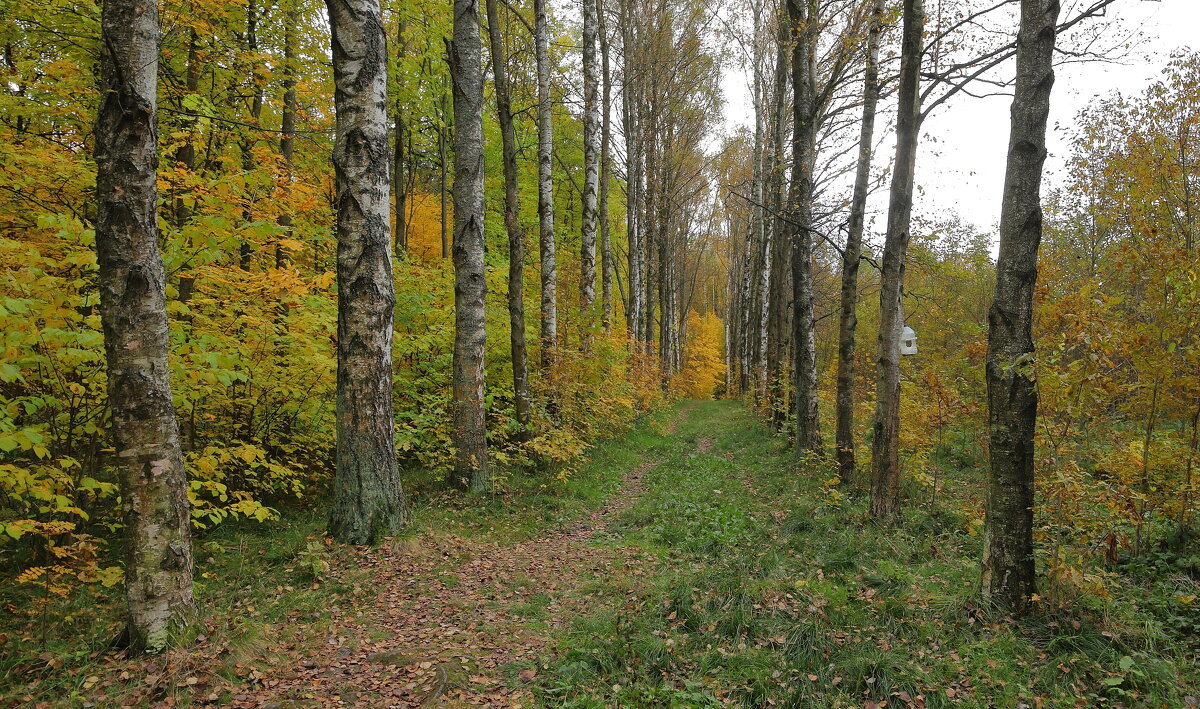 Осень в лесопарке - Александр Алексеенко