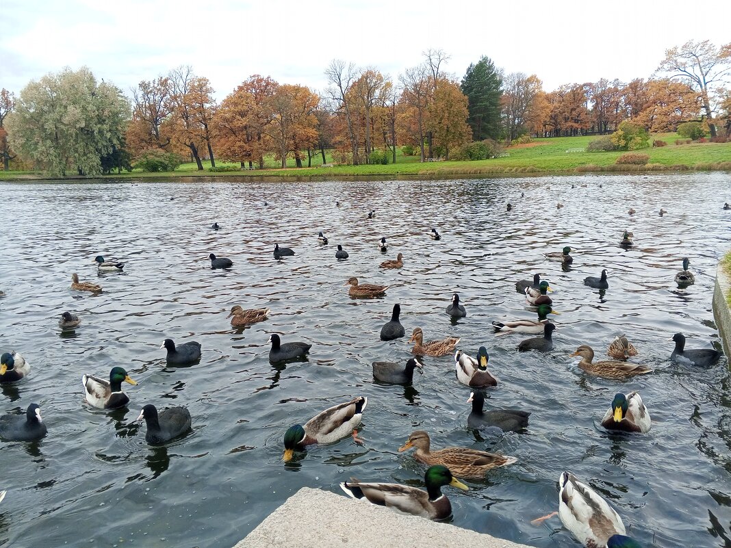 Утки - Сапсан 