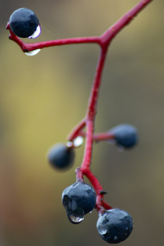 Капли на каплях - sorovey Sol