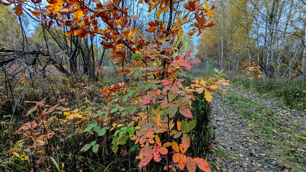 сегодняшняя осень 3 - Александр Прокудин