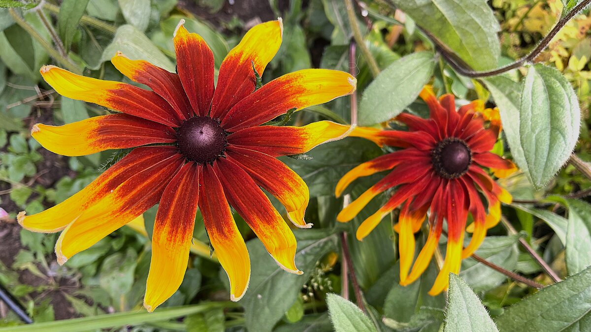 ***цветы в октябре*** - Olga Oskolkova