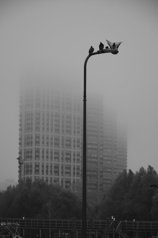 Птицы в тумане - Мария Яковлева