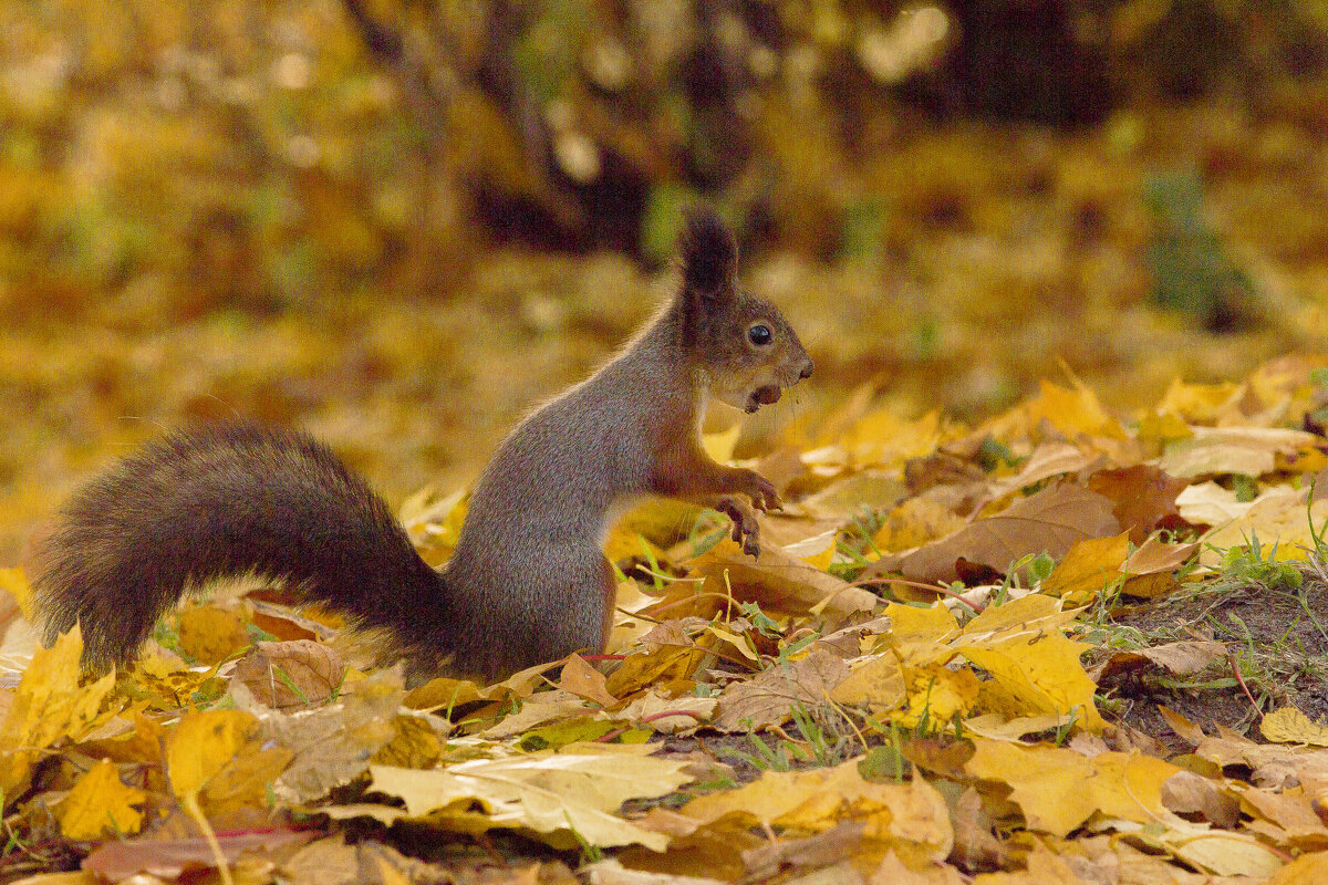 Белочка на Елагином острове - Алексей Булак