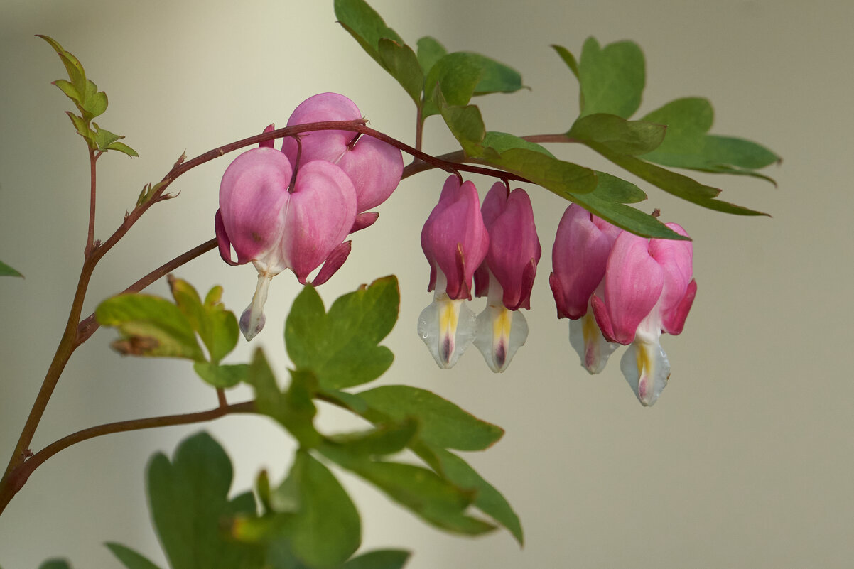 *** - Виталий Бенгард