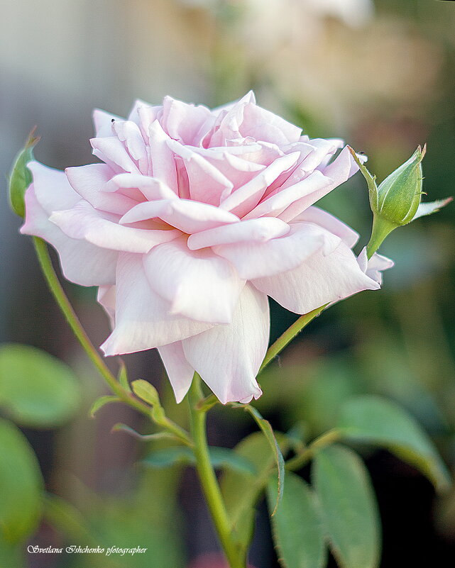 Розовая роза - Светлана Ищенко