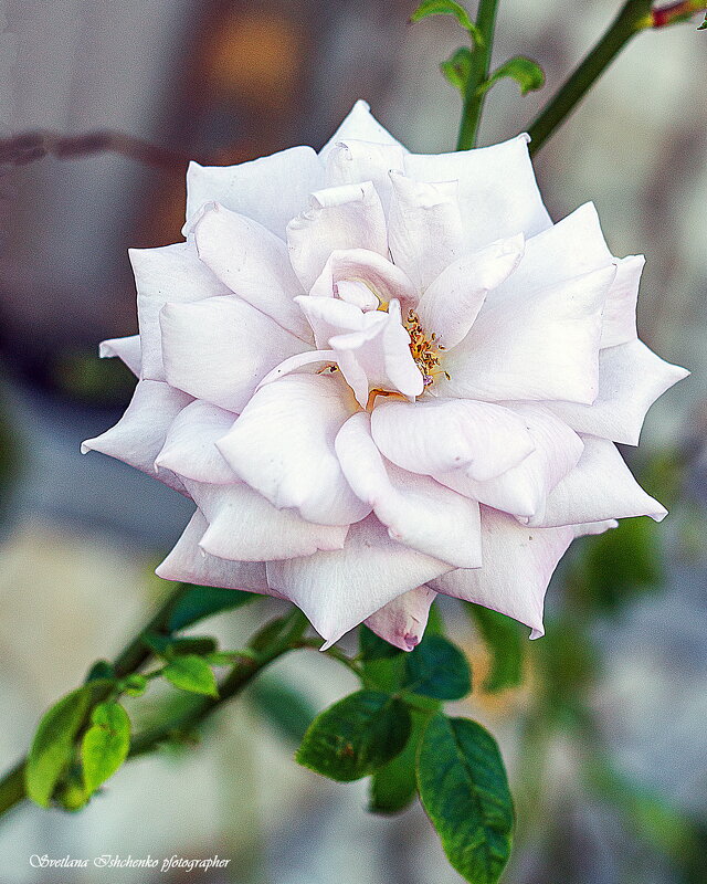 ... - Светлана Ищенко