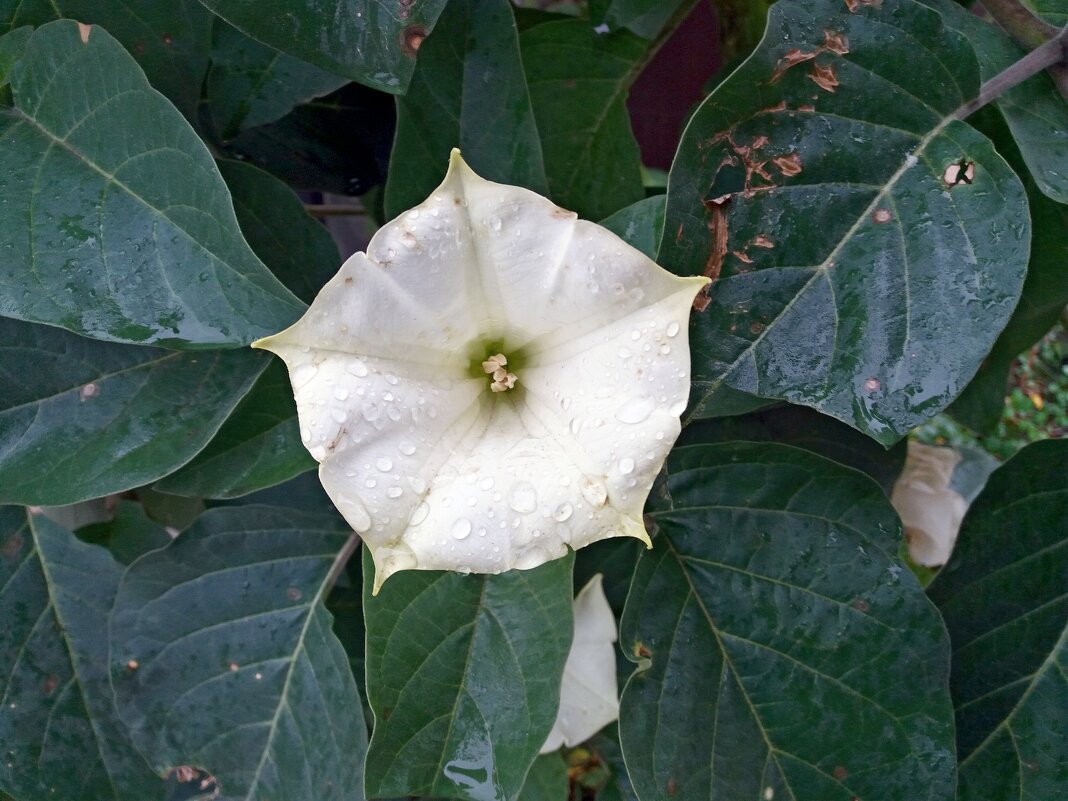 Граммофончик под дождём - Galina Solovova