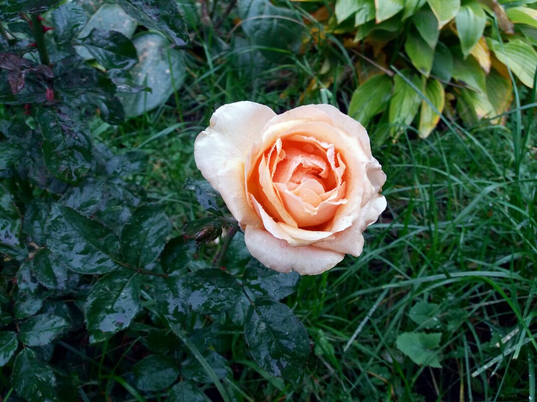 Цветы последние милей роскошных первенцев полей - Galina Solovova