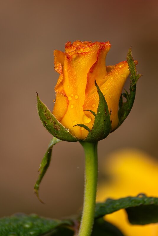 Желтая роза - Игорь Сикорский