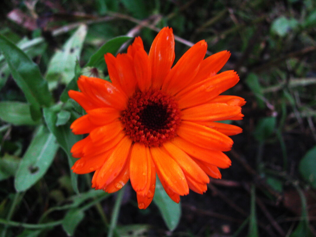 Яркая красавица - Людмила Смородинская