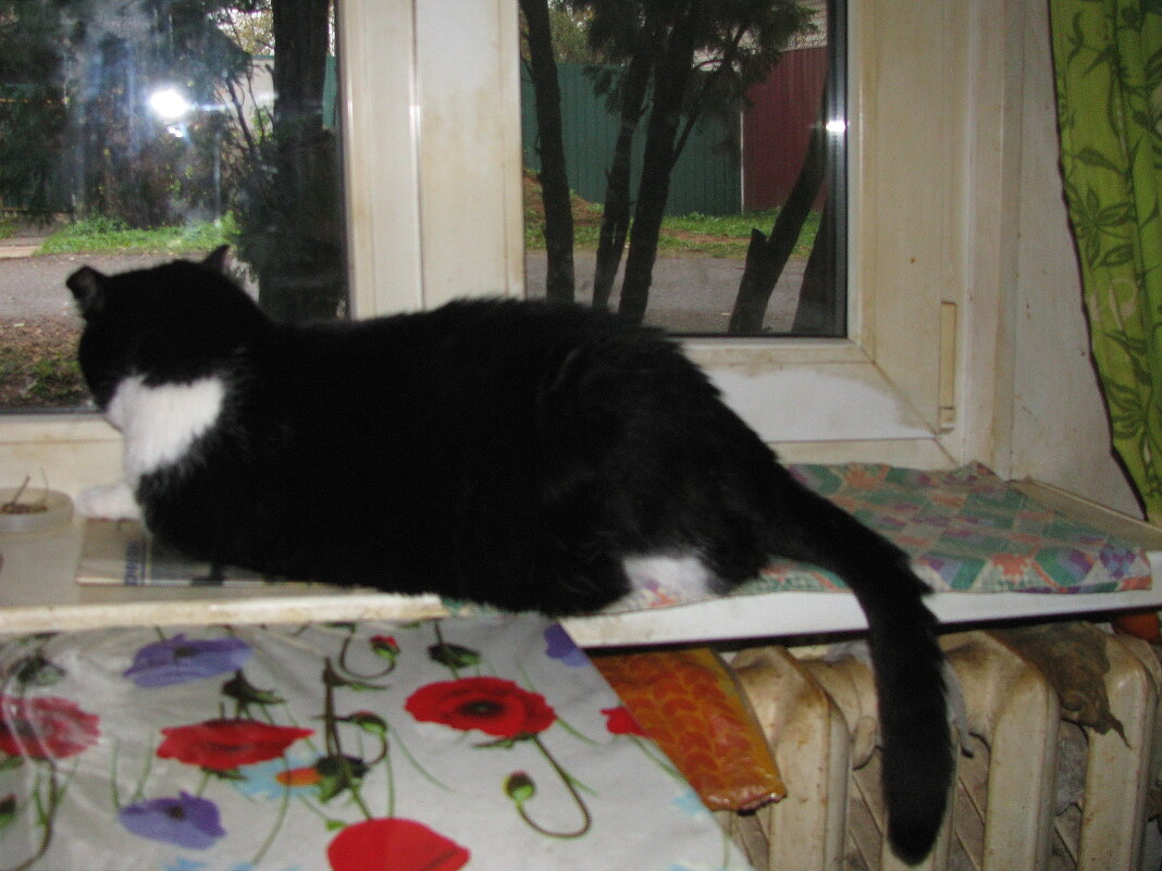 Наблюдает за птичками - Людмила Смородинская Наблюдает за птичками - Людмила Смородинская