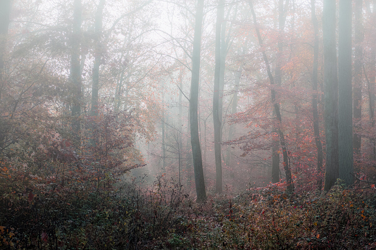 Солнце и туман.. - igor G.