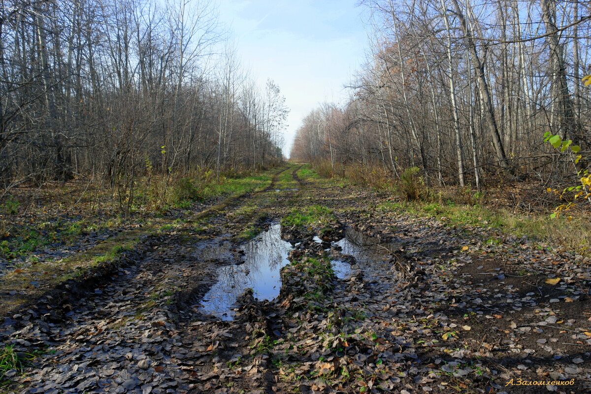 И вот уж меркнут краски октября... - Андрей Заломленков