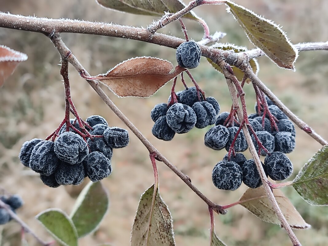 Туманное утро. - Валентина Богатко 