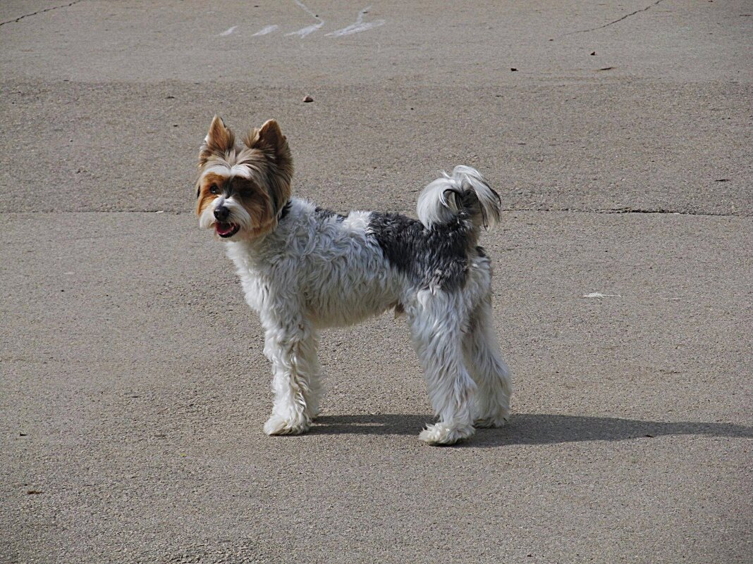 Красавчик - Елена Шаламова