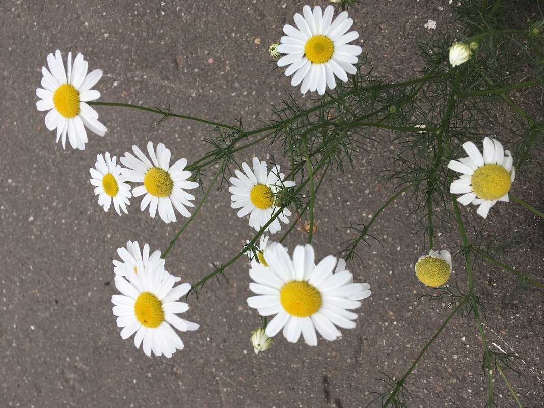 На идеальном фоне - Натали 