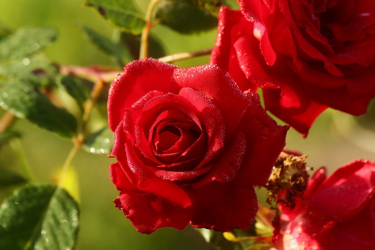 Утро октября - Юрий. Шмаков