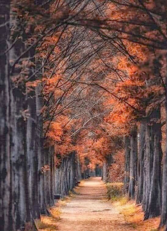 Осінній парк - Степан Карачко