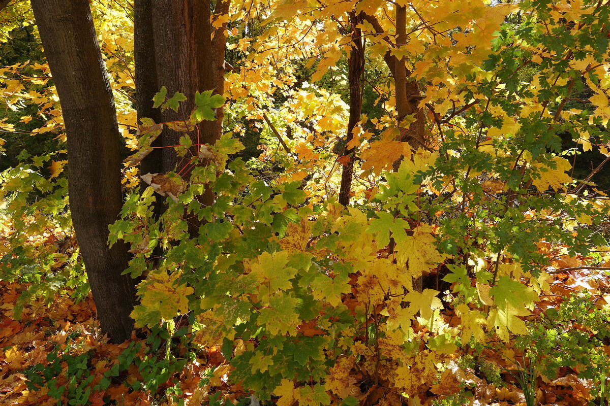 Краски октября - Рита Симонова