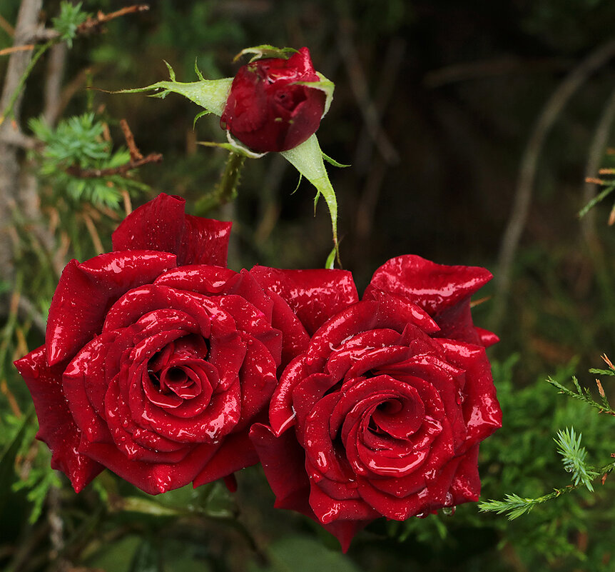 Семейство прекрасных - Светлана 